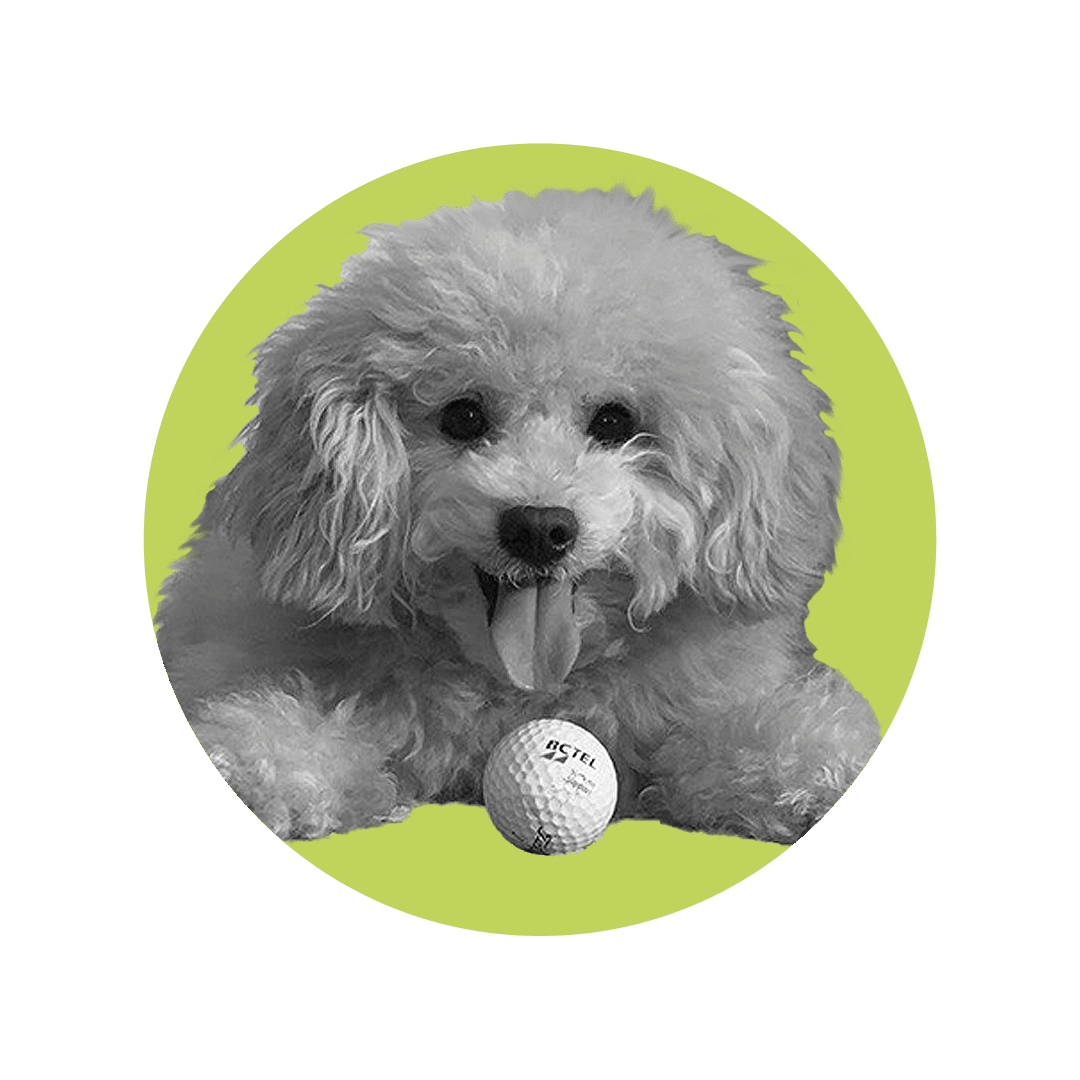 teddy Picture